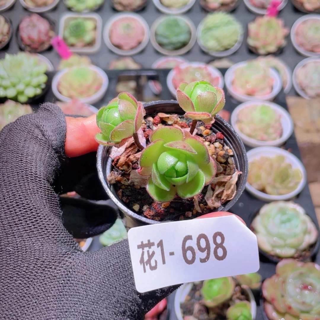 花利美1-698橄榄球玫瑰