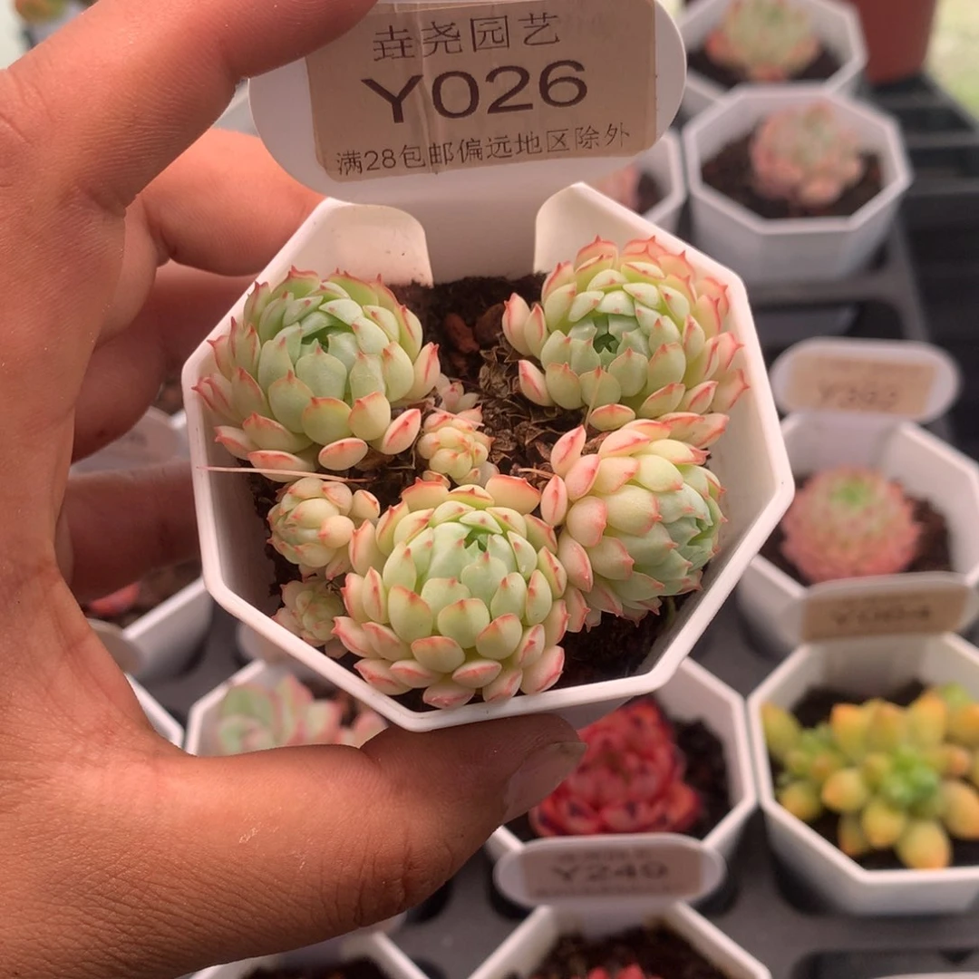 0026小红船4.5厘米