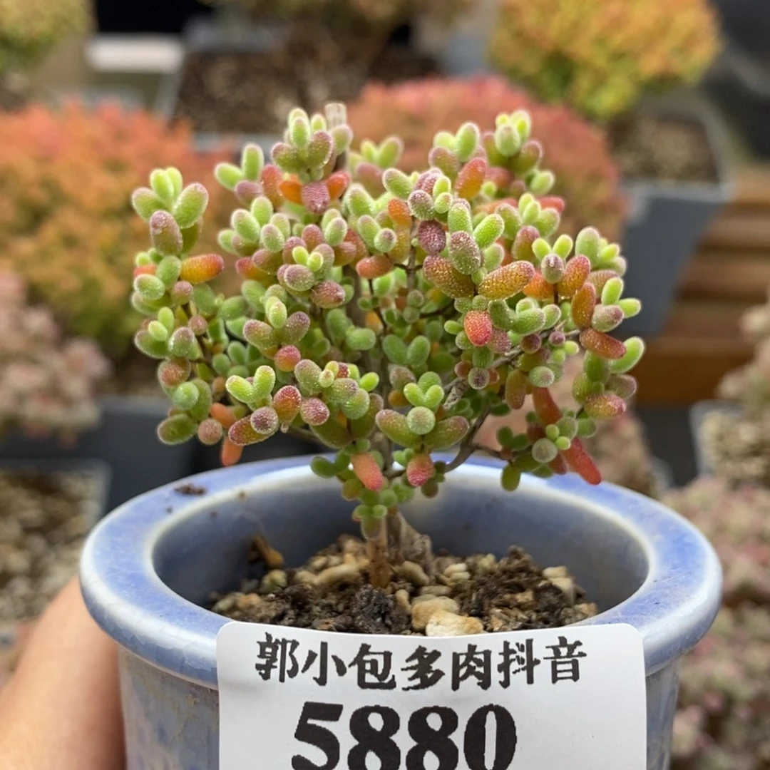 艾*蜜橘糖球5880枝干番杏