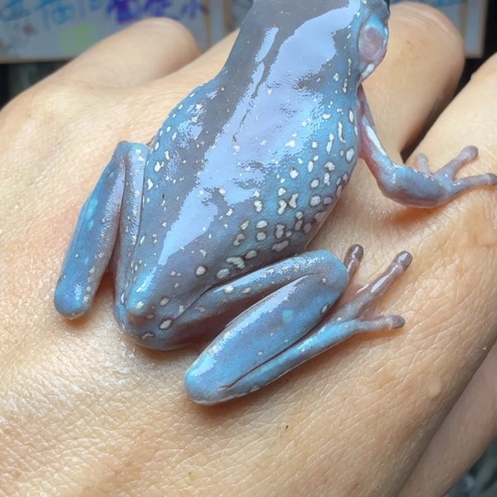 老爷树蛙02 很大的一个 超级蓝紫澳蓝暴雪