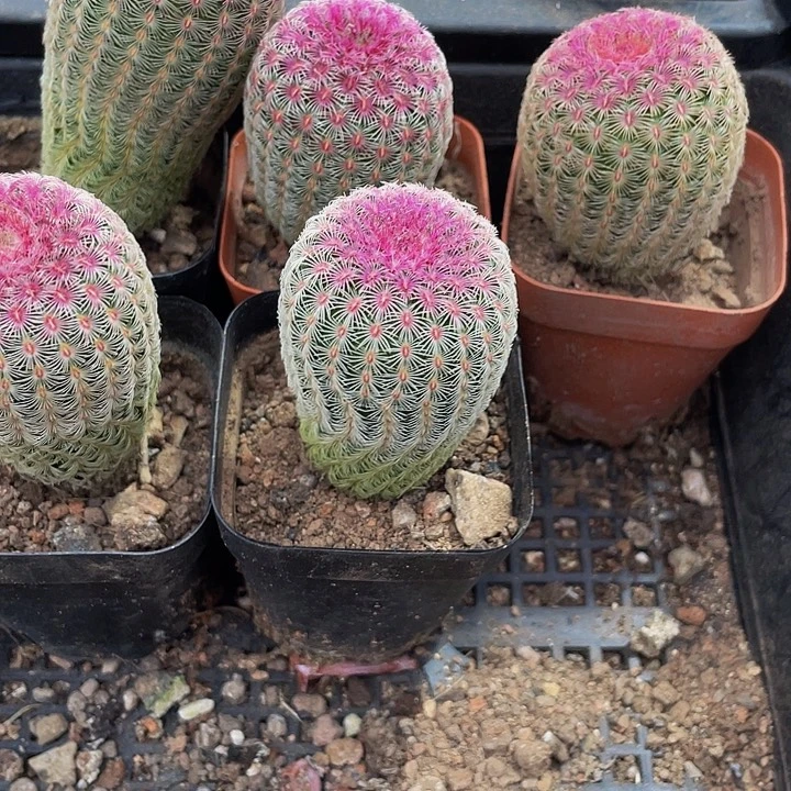 红太阳带盆土发货