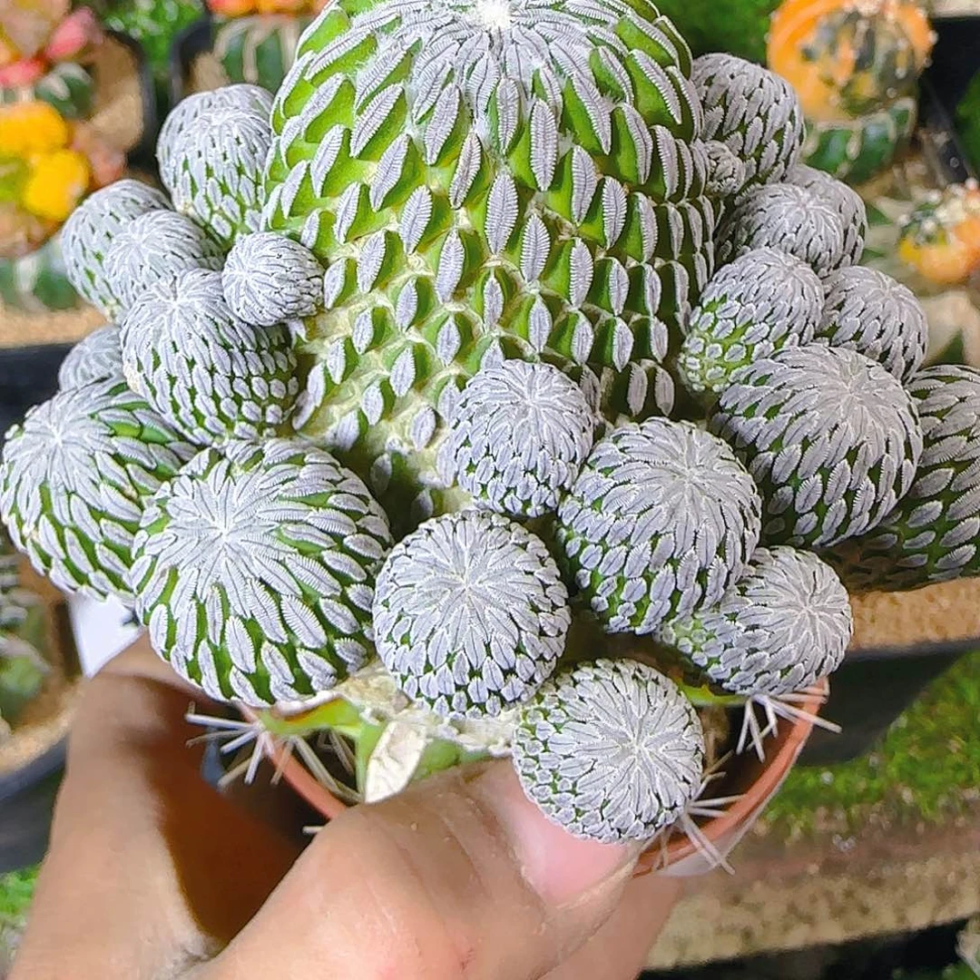 苗接精巧丸群头056