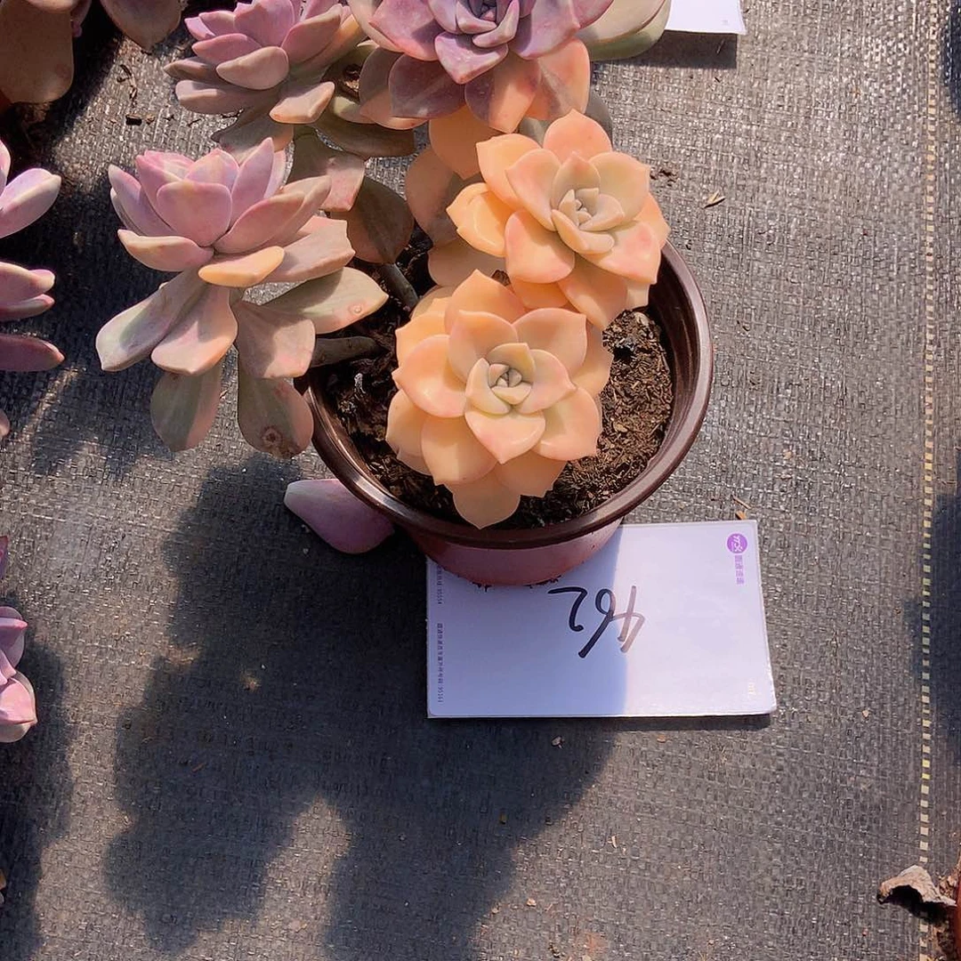 仙*老三多肉一物一拍外播紫乐锦462