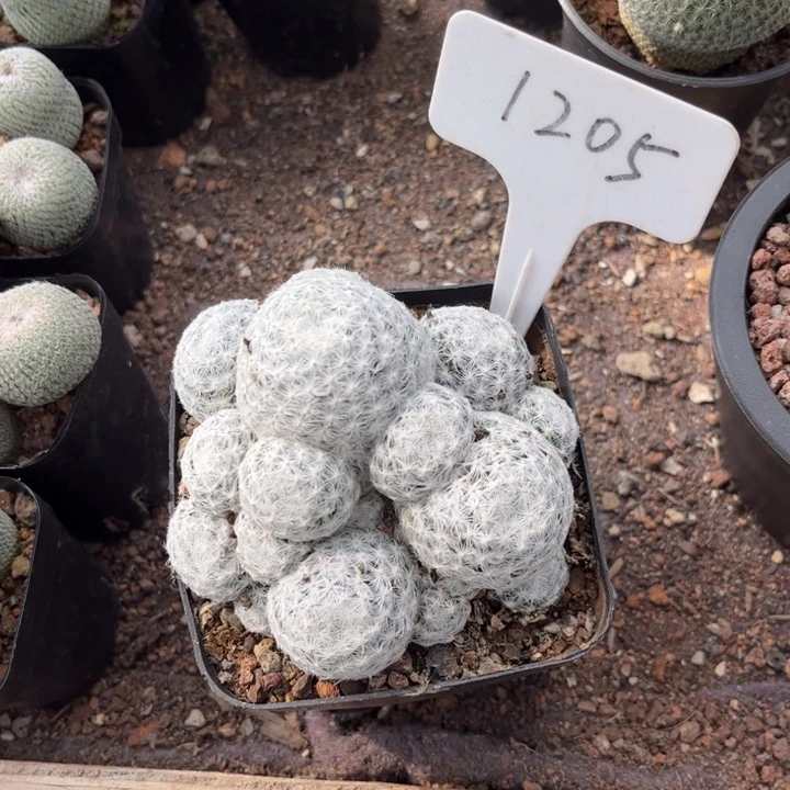 无花朵Z****?1205群生春星好养