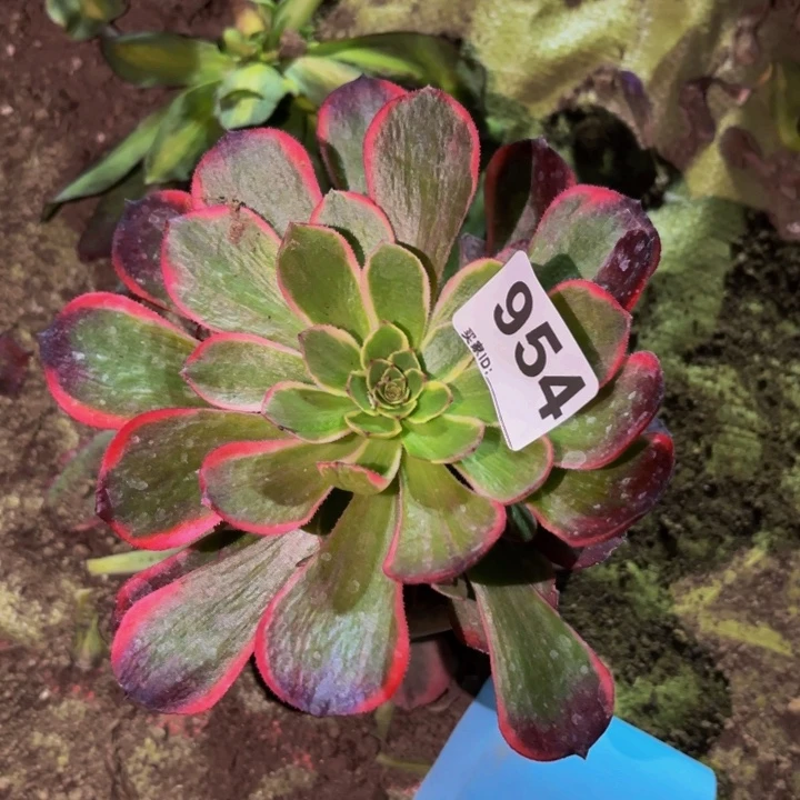 954桃花坞多肉植物不售后