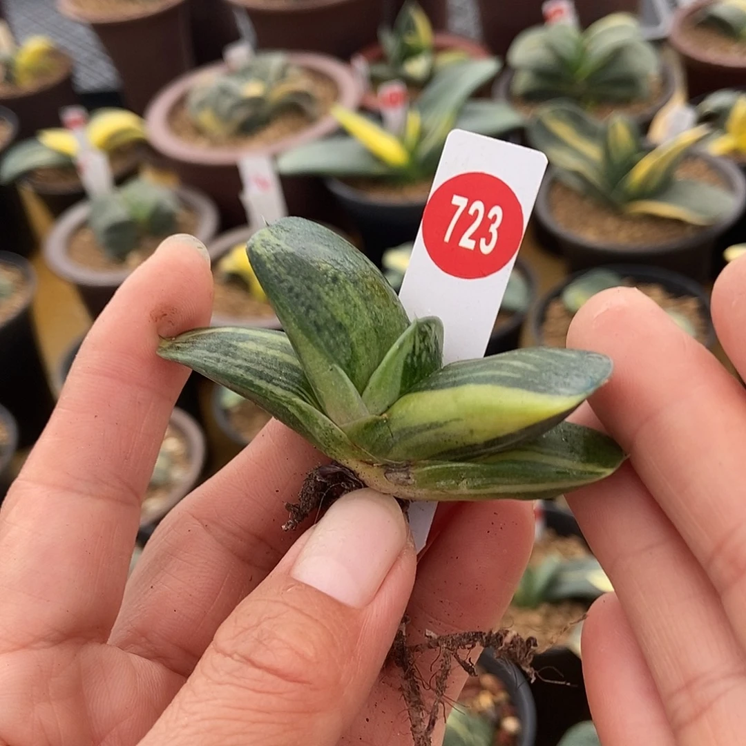 723卧牛实生锦带盆发货