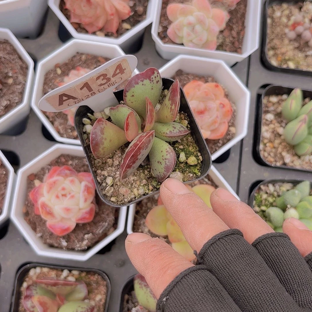 A134爱心一物一拍