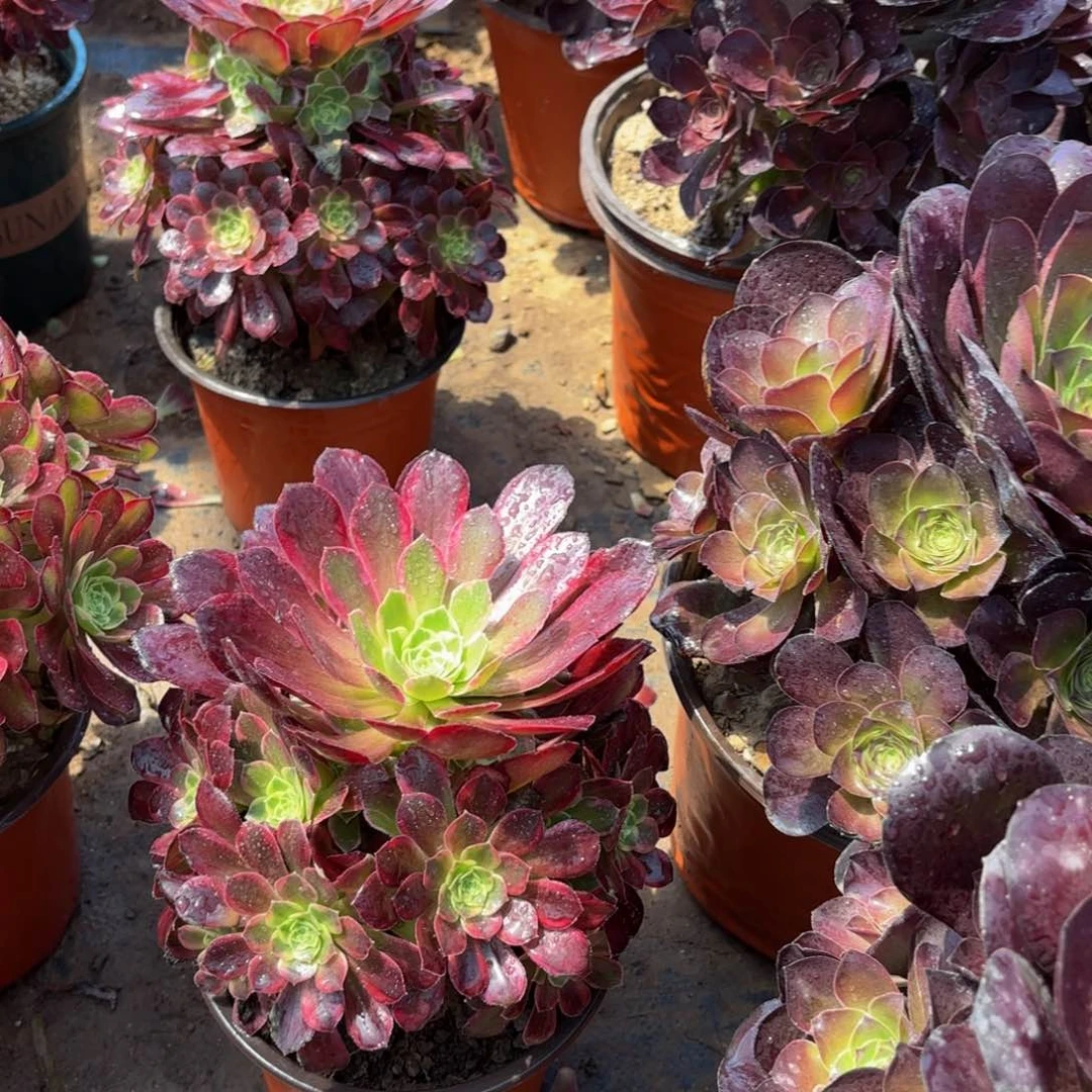 安娜9.9多肉植物