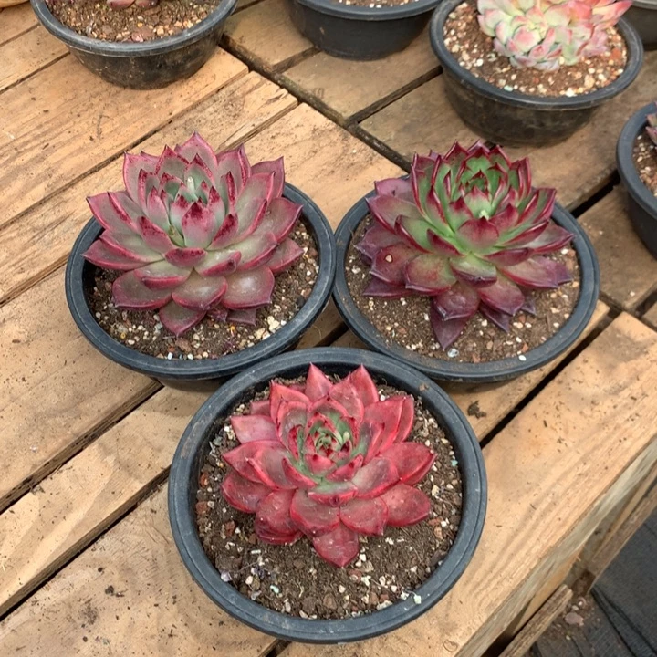 美肉特价活动开始啦