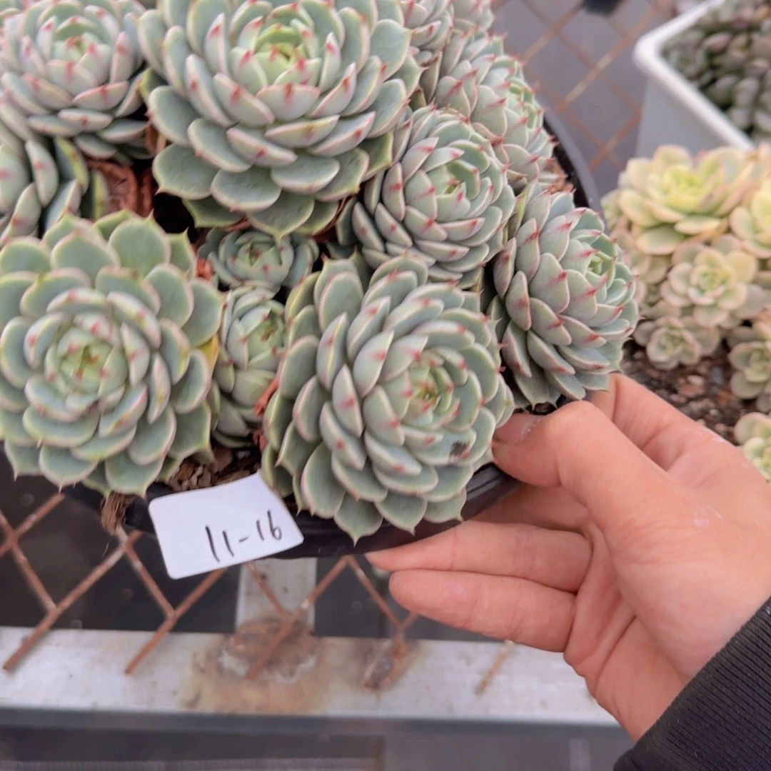 11-16多头本吧多肉