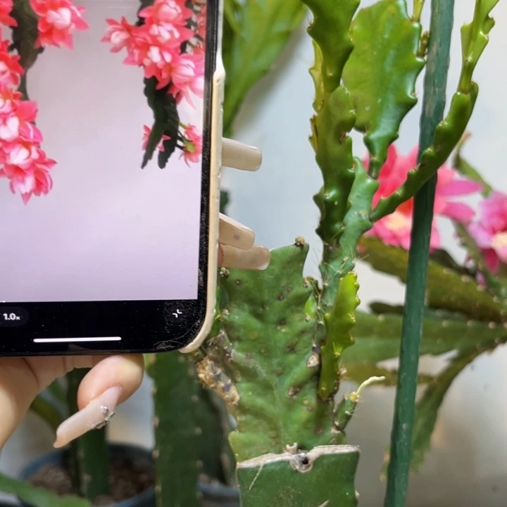 当前无花栽培后可以开花574