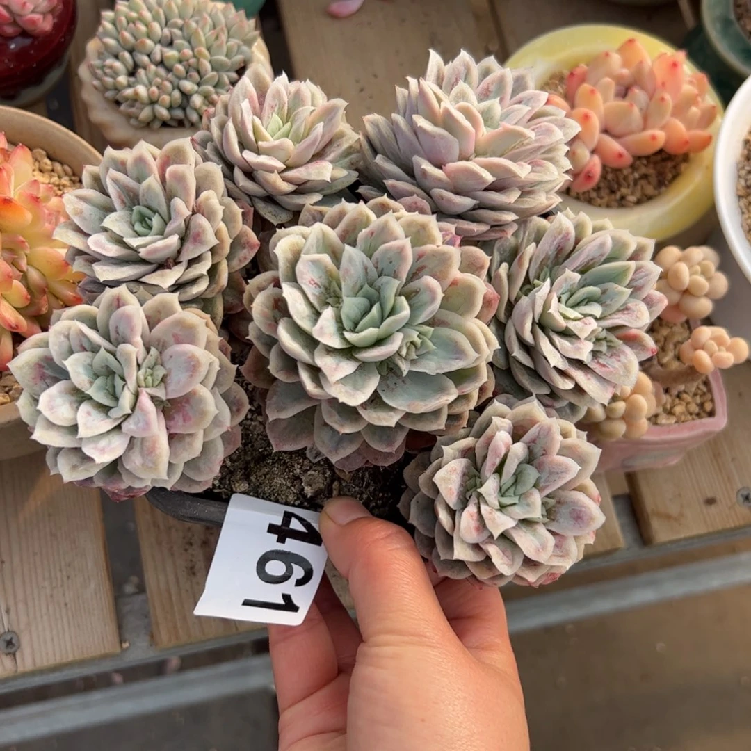 S****a461 多肉植物组合盆栽