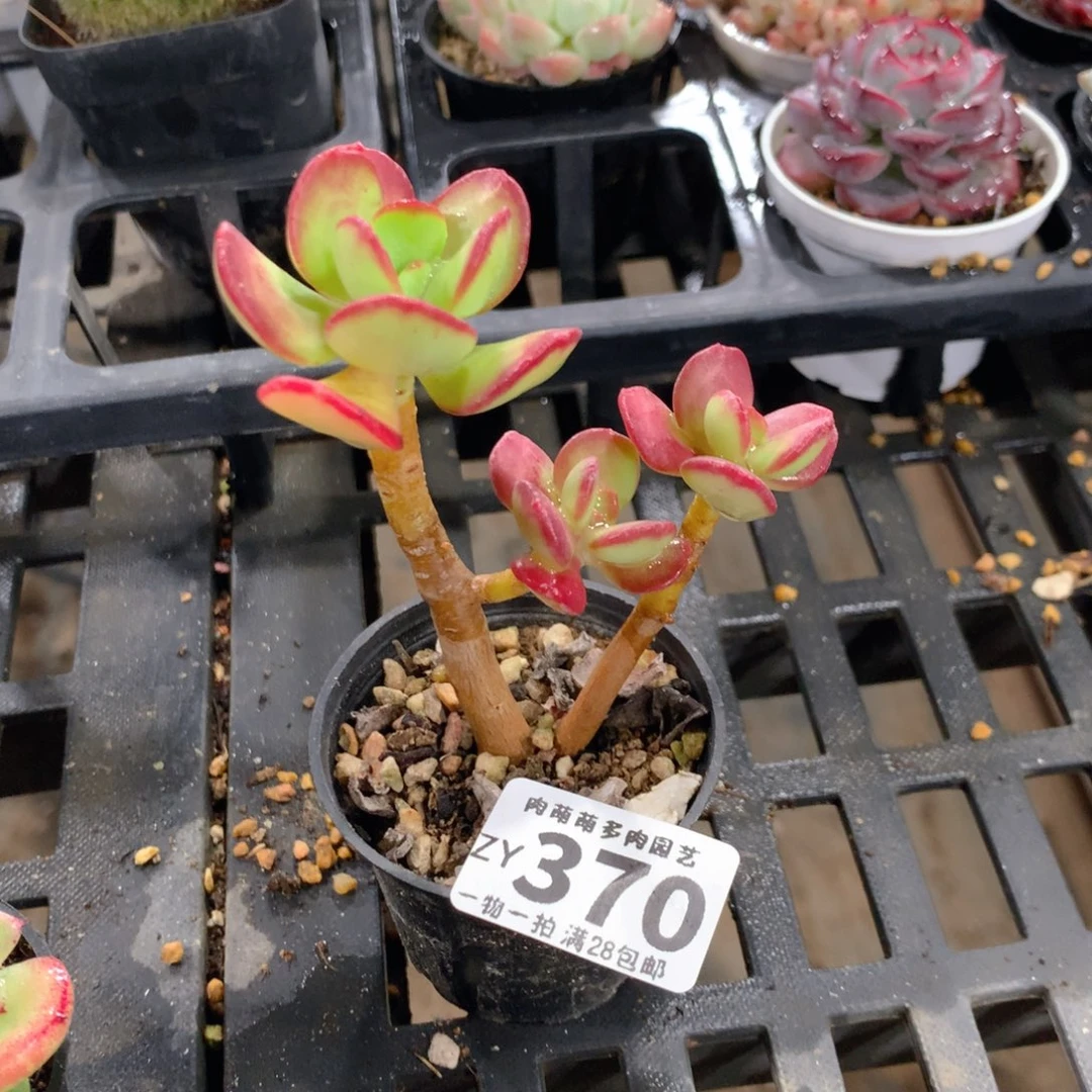 肉萌萌拇指盆精控多肉ZY370