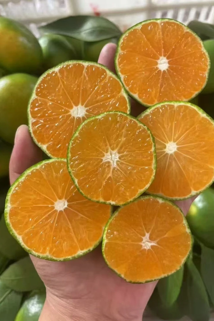 江西赣南寻乌现摘无籽青皮蜜橘新鲜应季酸甜多汁孕妇应季时令水果