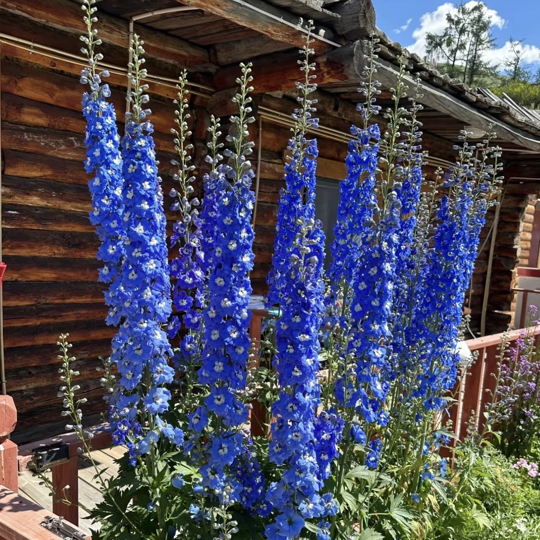 大花飞燕【颜色选拍】盆栽多年生易爆花发货快新手易养护喜阳植物