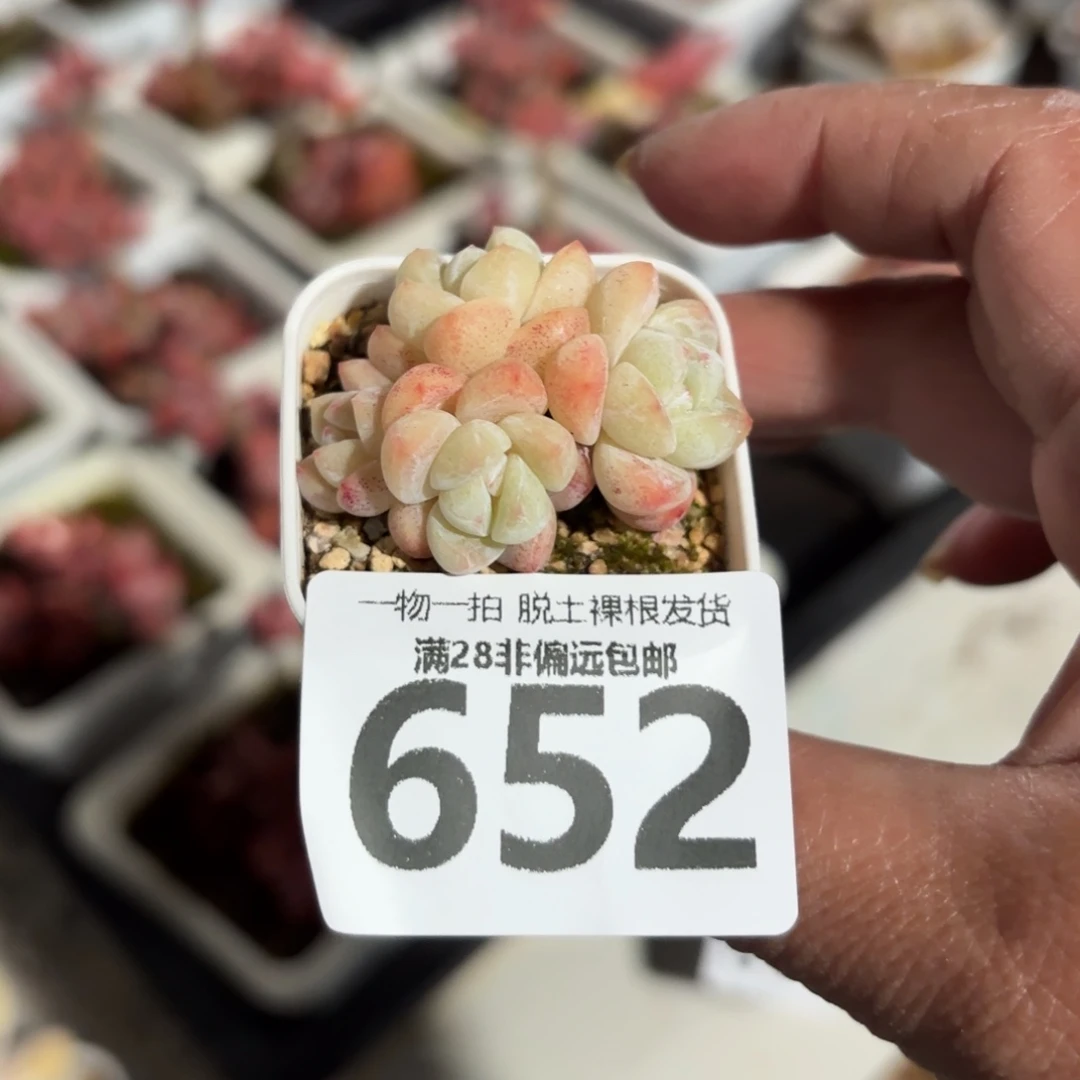 拇指冰带盆土发货