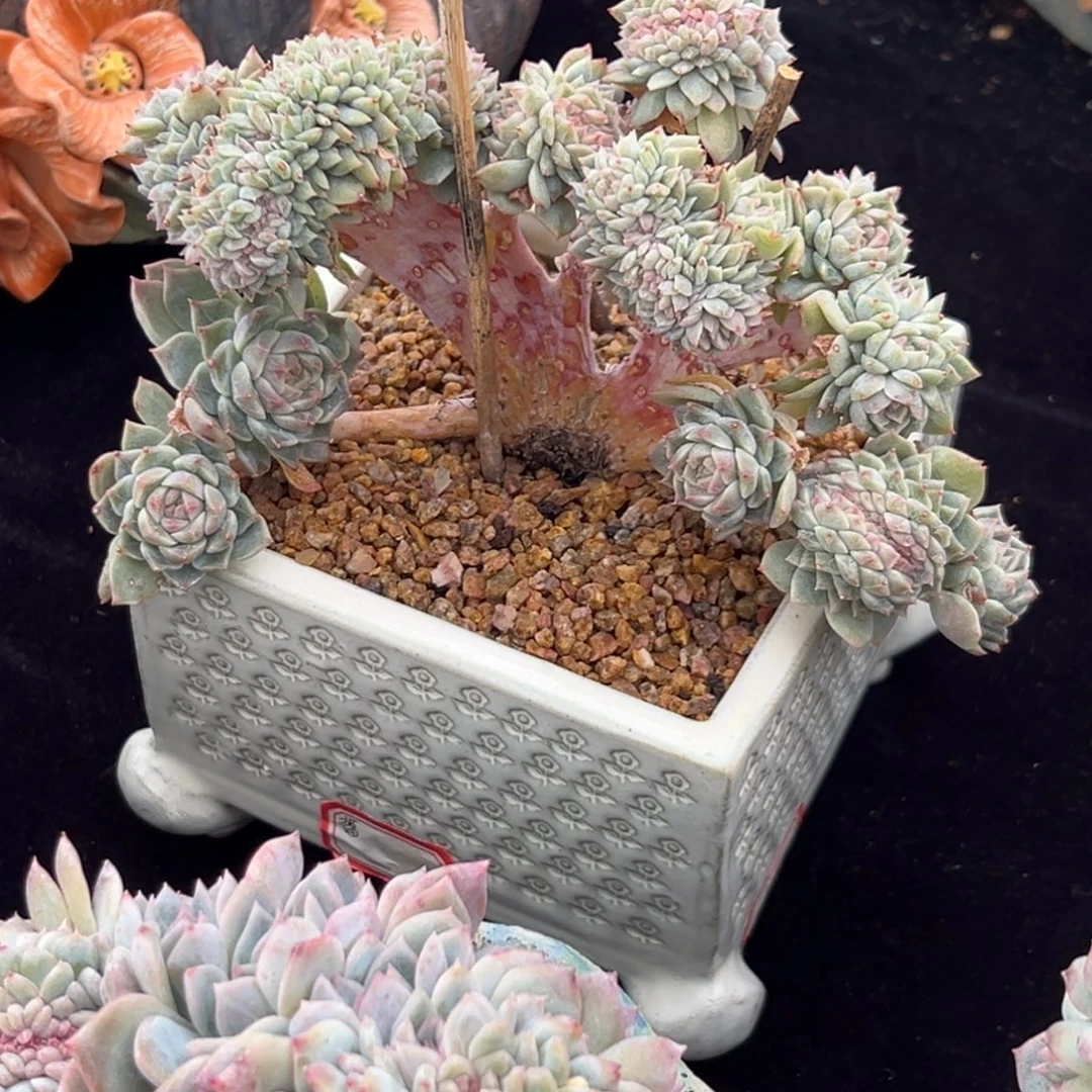 新年快乐新年快乐