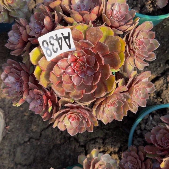 男爵花25-51包邮花花