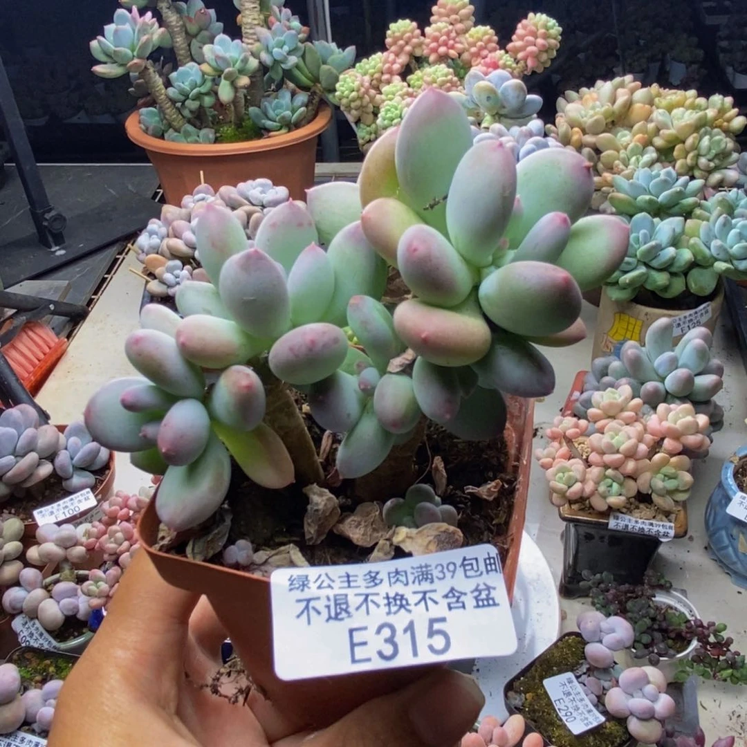 315苹果奶四代多肉6c m