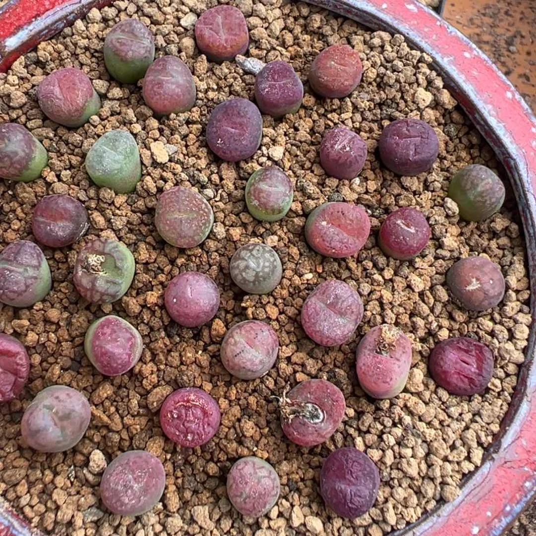 量拍毛杂墨一颗，多肉植物，