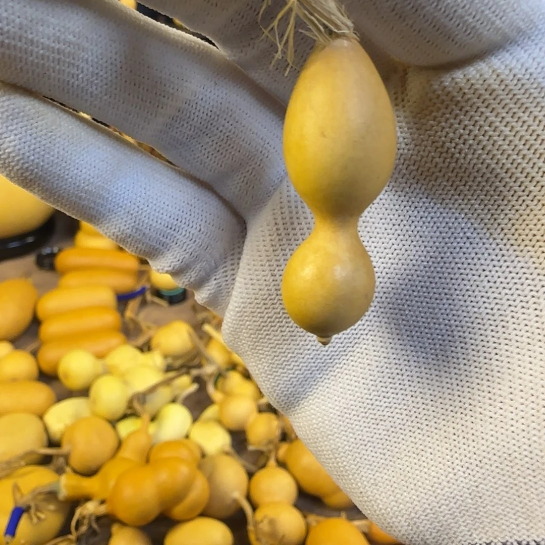 D***u大叶紫檀（黑酸枝木类）