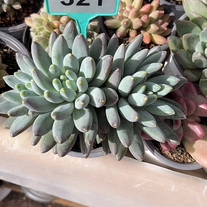 阿蒂斯托一物一拍321