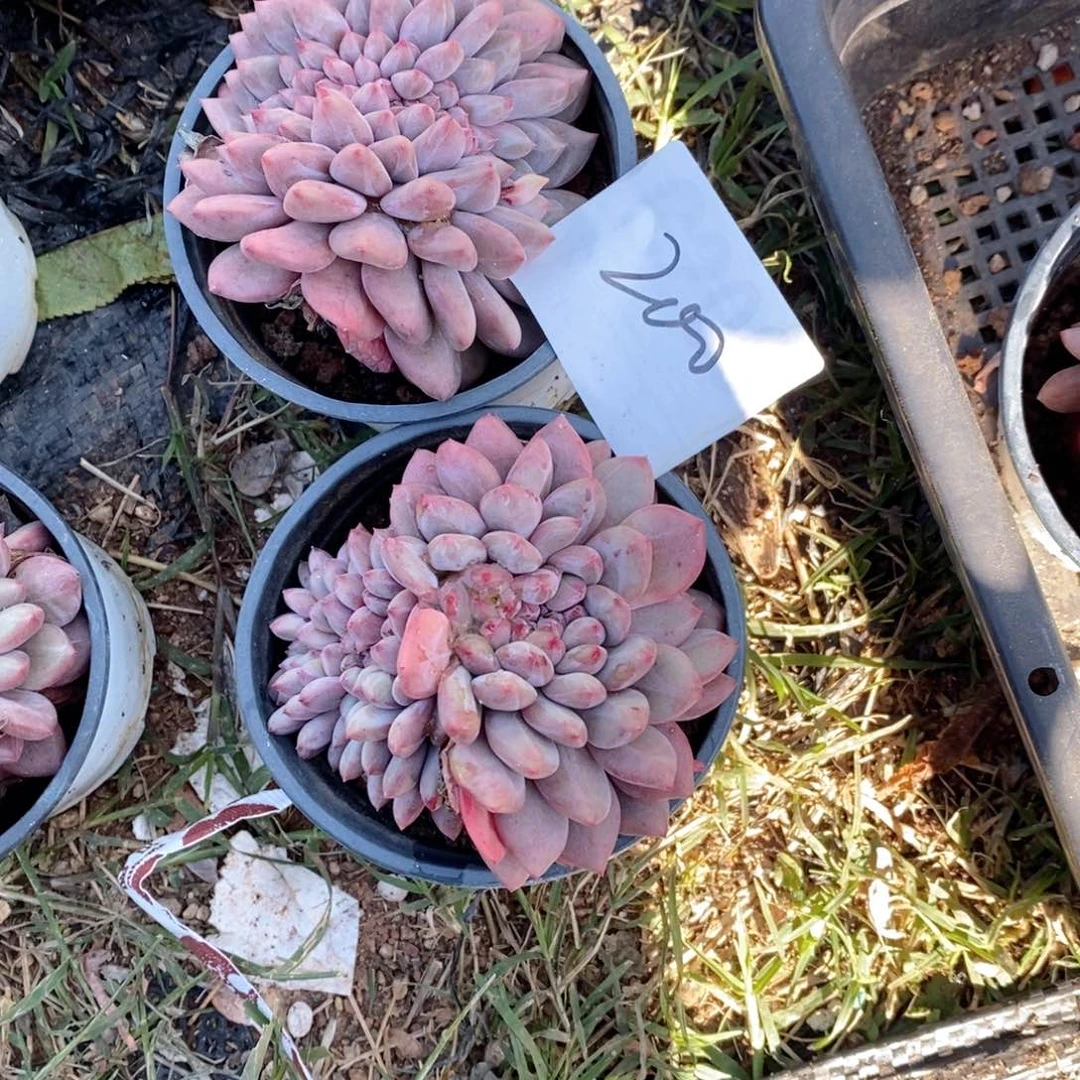 小***号200 爱丽儿缀呀呀呀呀