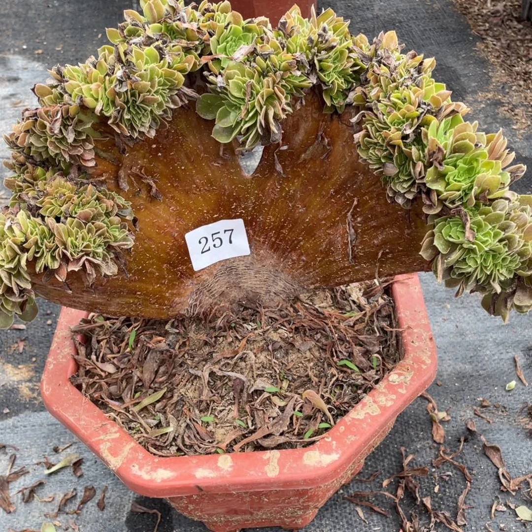 257号玫瑰法师缀化