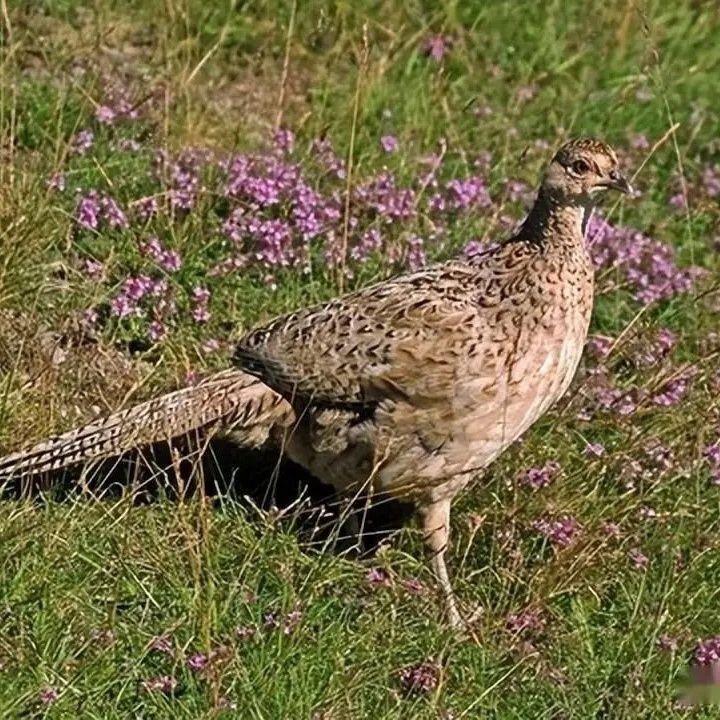 宠物鸡，成年观赏鸡，种代七彩山鸡，农家跑地鸡，包邮包损
