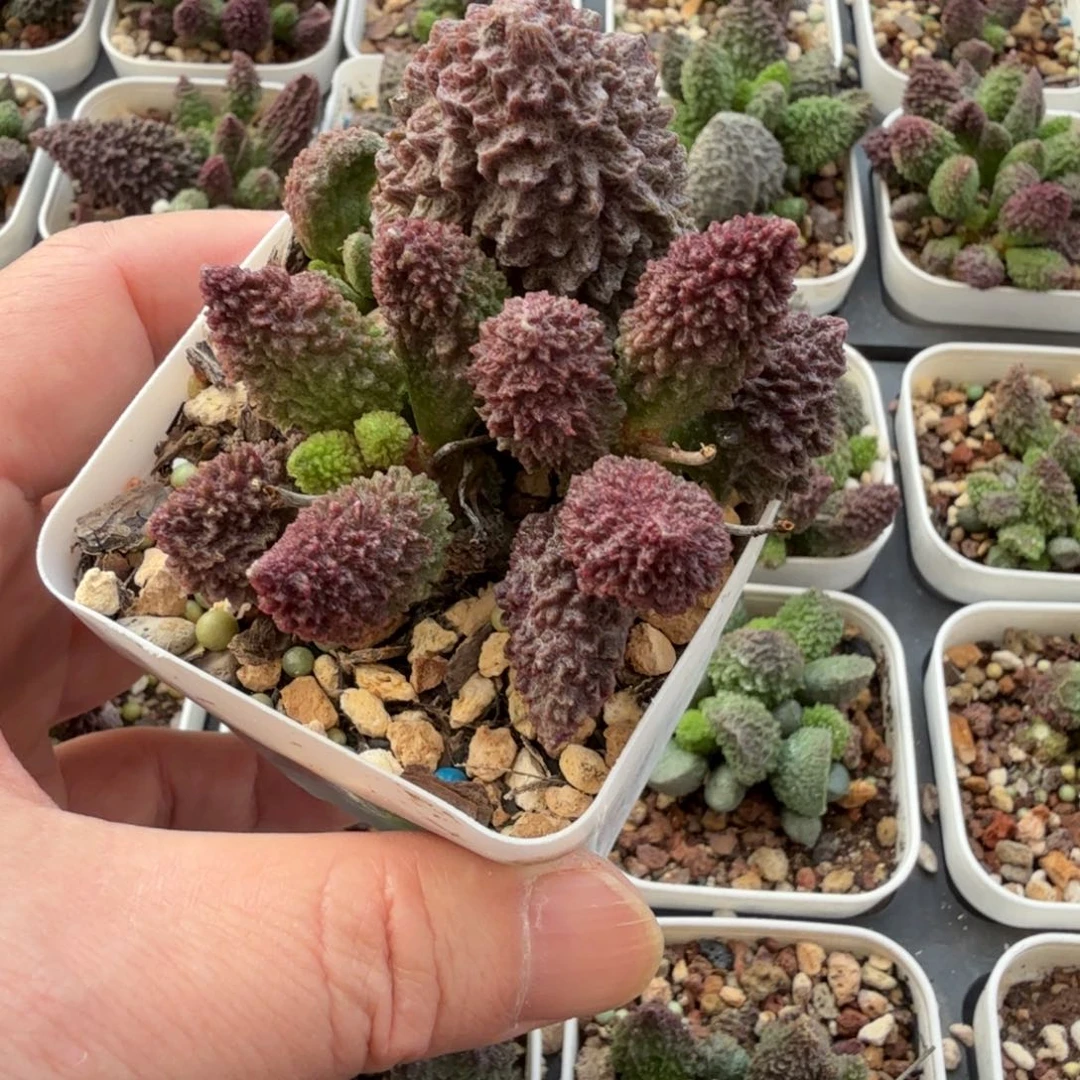 16水泡植物明照多肉