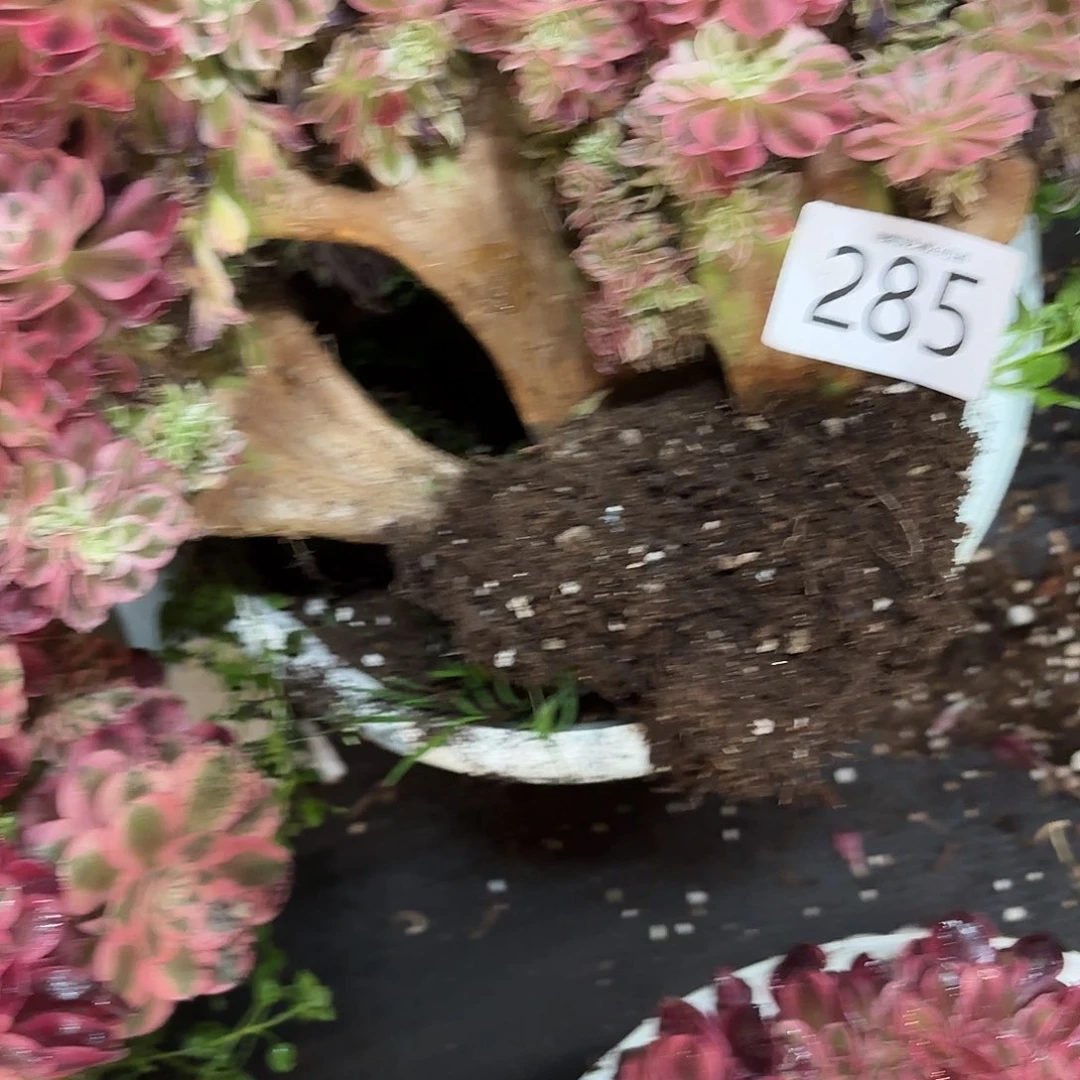 为**醉多肉植物福利285