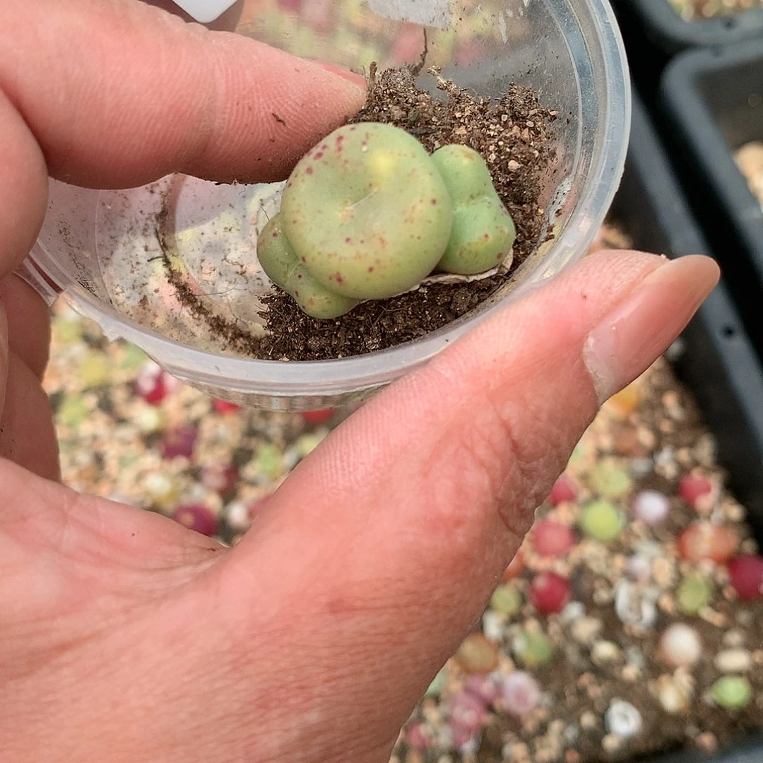 W132多肉植物保护