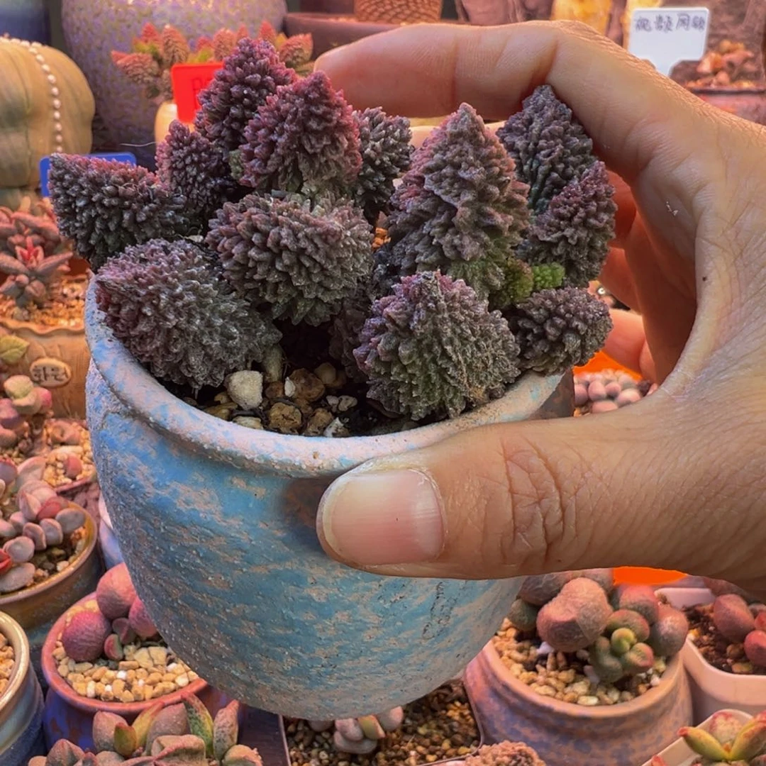 *****我们的目标是成为更优秀更