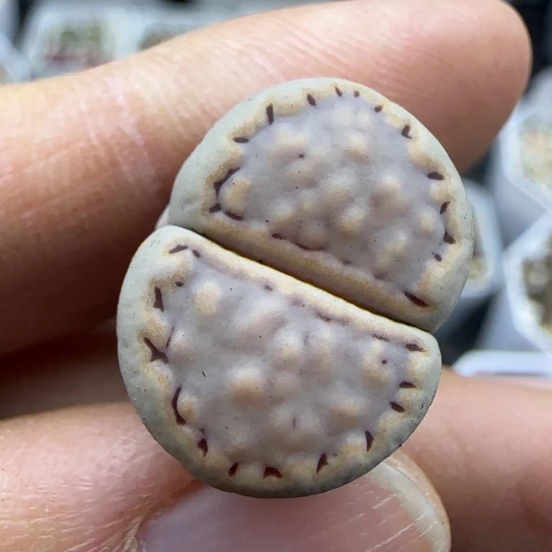 164饼干清框福利30包邮