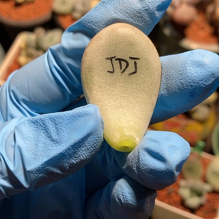 盖***-日系黄金鸡蛋大叶奶酪锦多肉