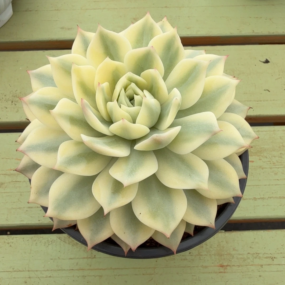 棱镜锦锦上园艺一物一拍