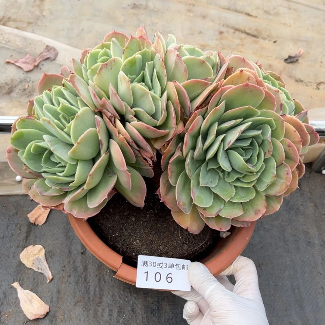 106桃花坞多肉植物朵朵粗腿