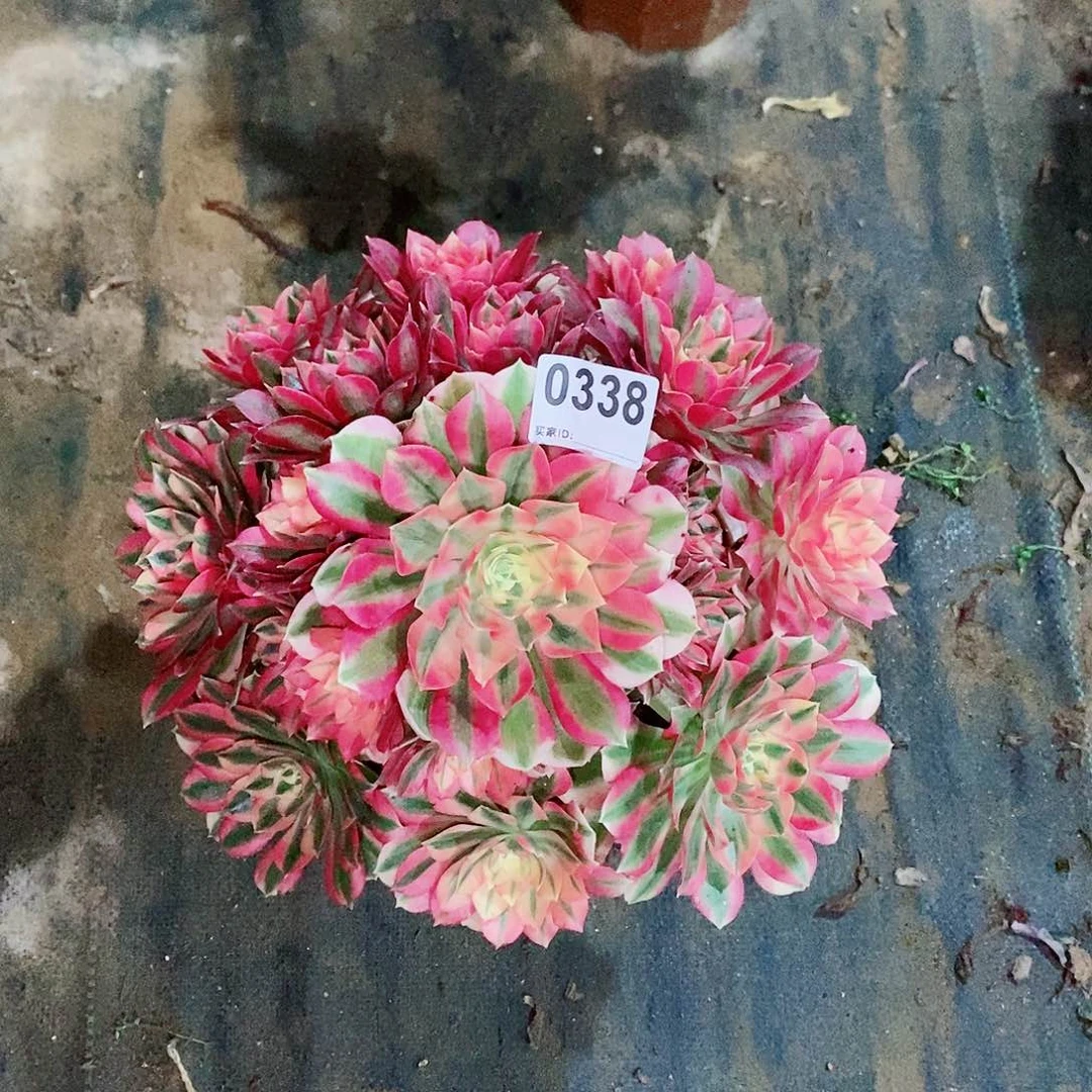 眼***光粉女巫338多肉1111