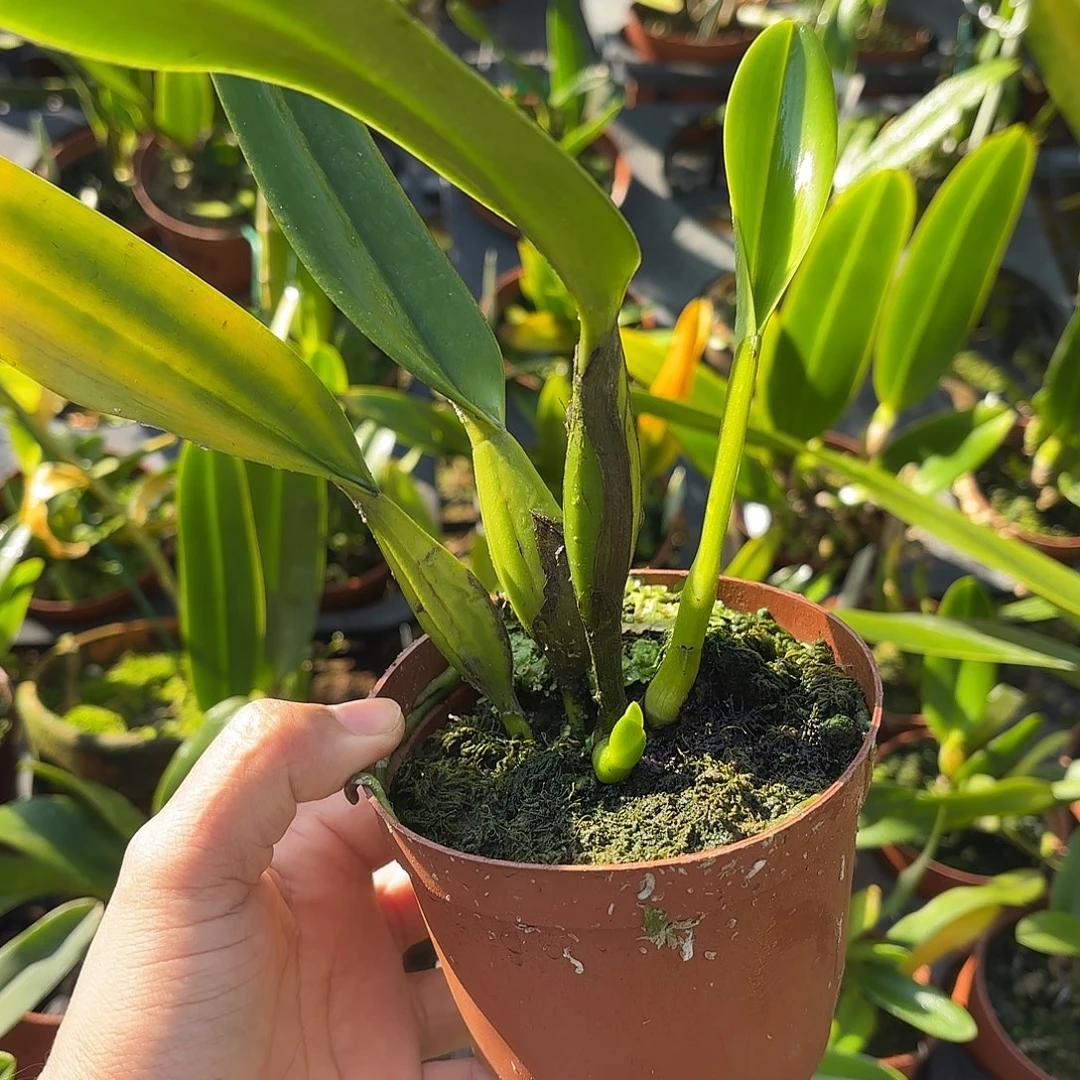 完全开放蔚蓝天空