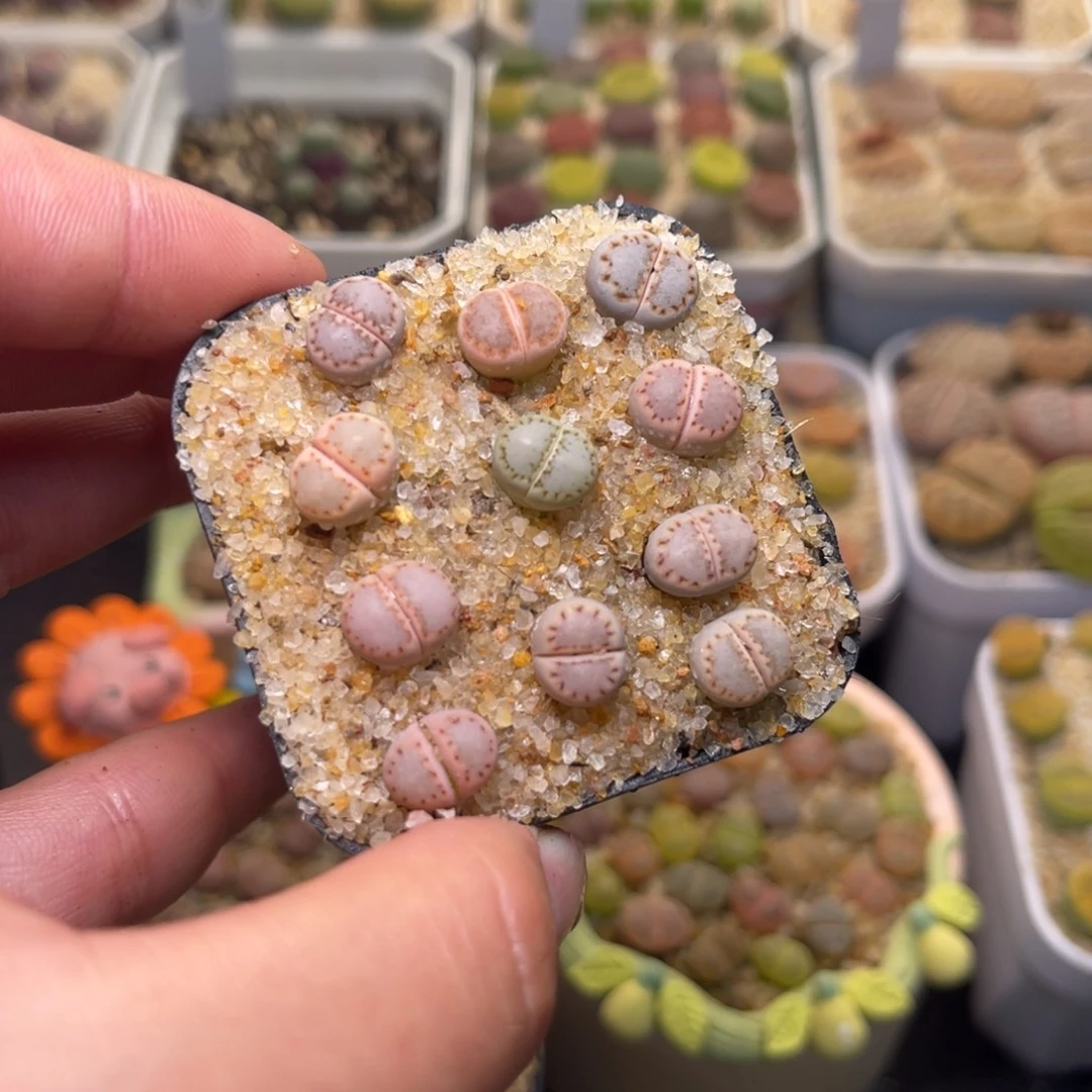 225号带盆包邮发货