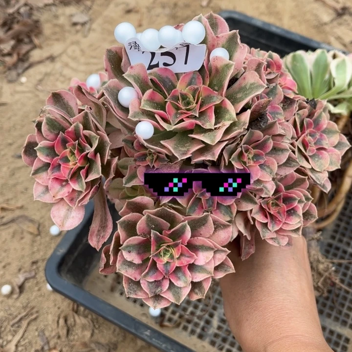 257粉女巫手捧1号棚