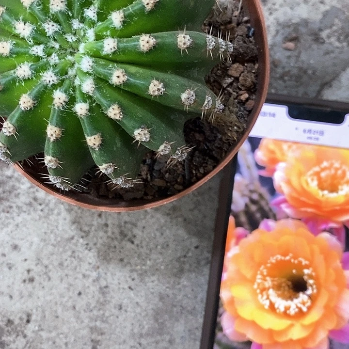 短毛7，26799999368