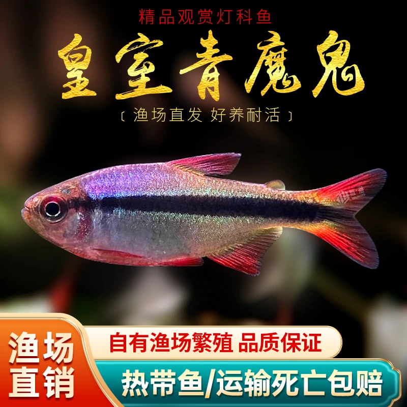 皇室青魔鬼鱼进口南美灯鱼热带观赏鱼甜心柠檬鱼高端鱼群游草缸鱼
