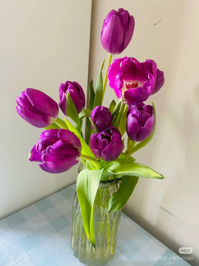 紫娇百合郁金香送老师女友卧室装饰鲜花（断头折枝理赔）玛格丽特