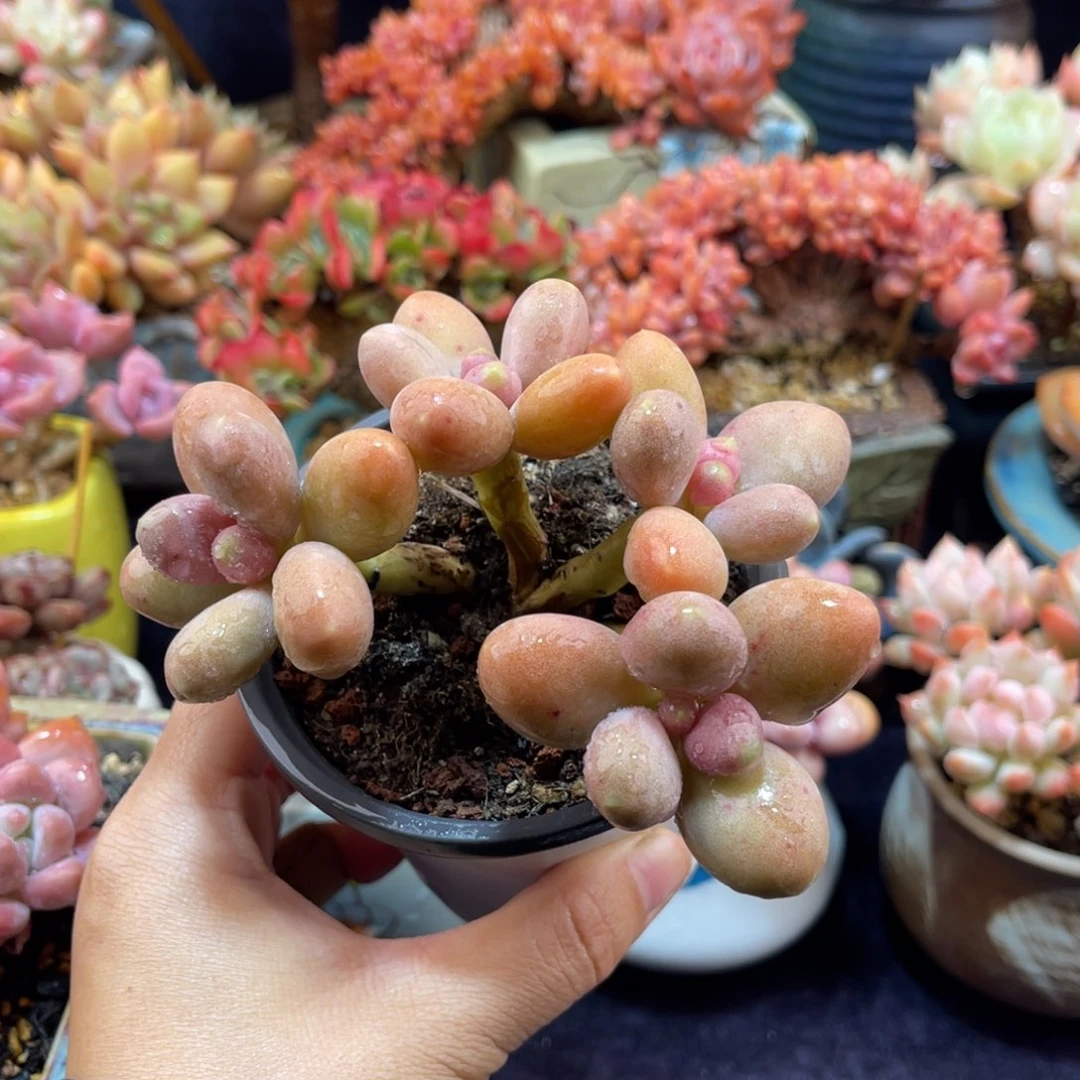 糖果美人十公分 带土