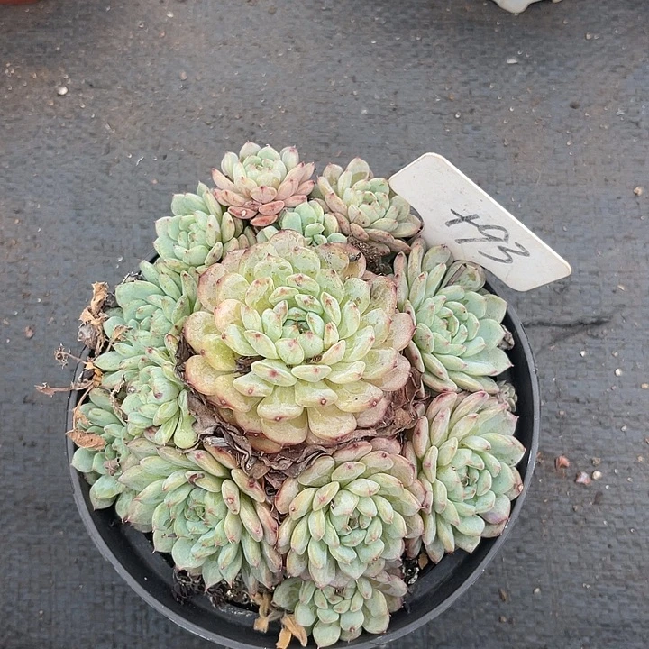 晨语多肉，一物一拍白胖子93