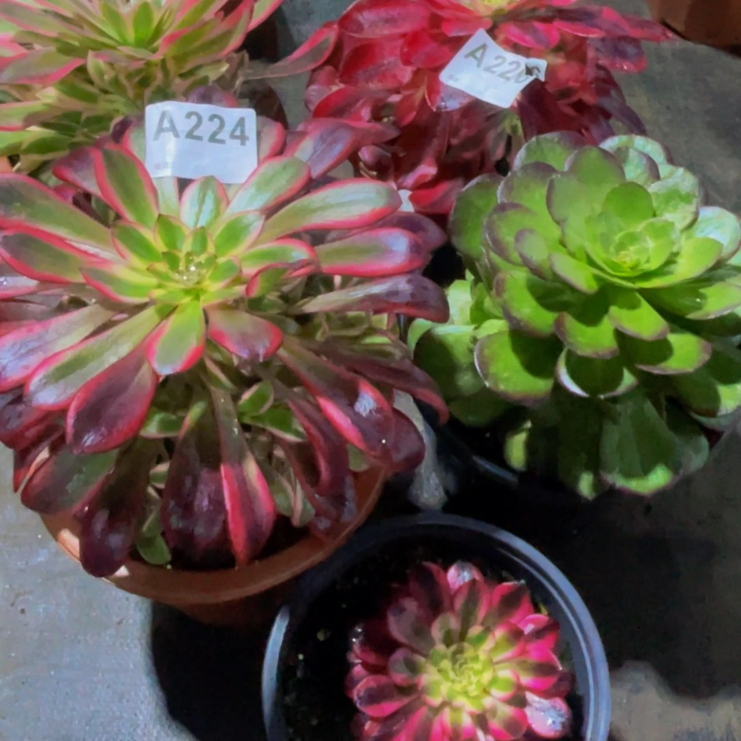 四颗小苗224绿玫瑰，女巫美杜莎丽娜226