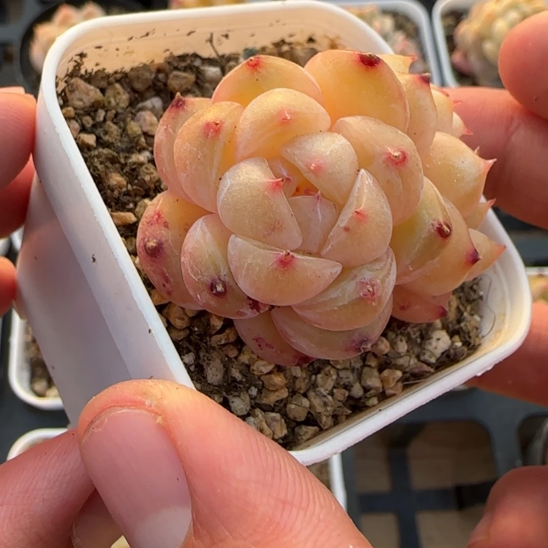 一物一拍麦秆珍妮05137