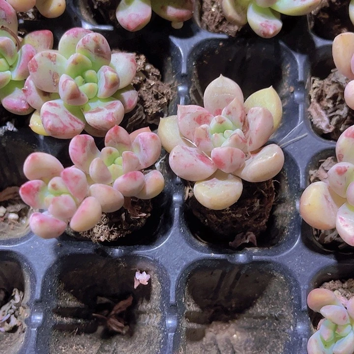 精品油漆多肉植物