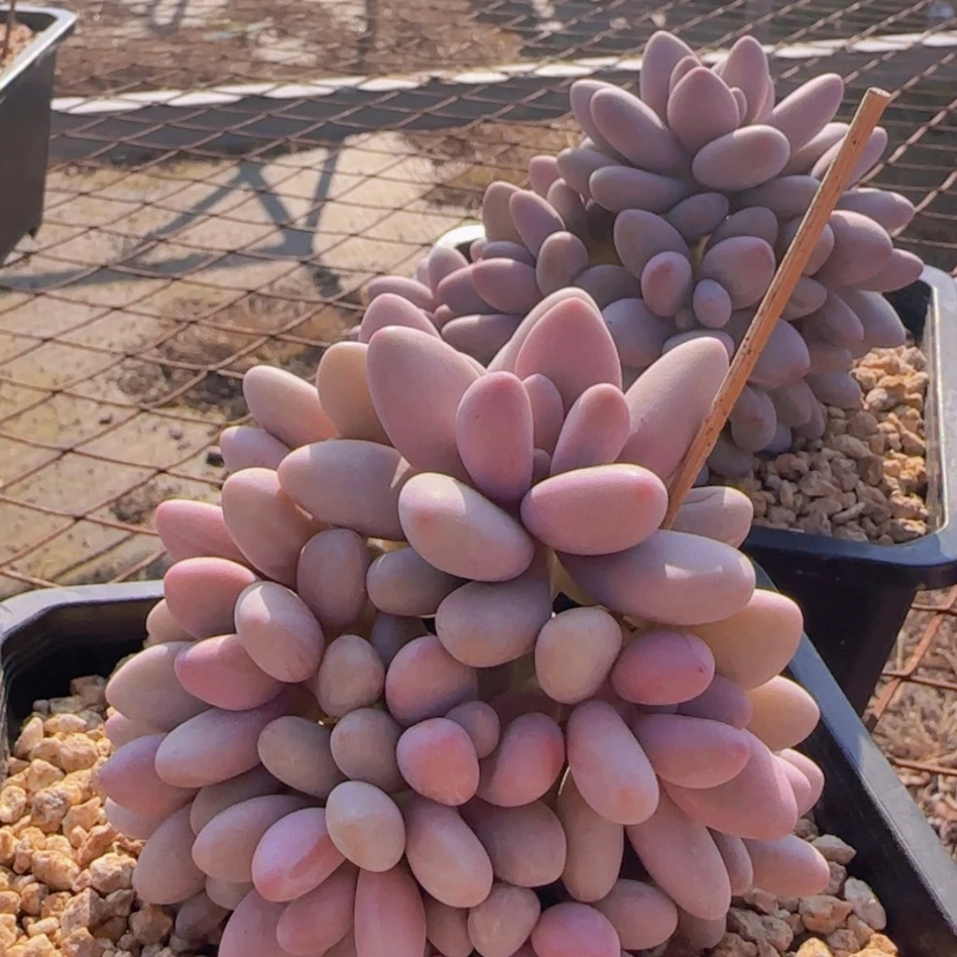 【闪购商品】蜜多莉美人